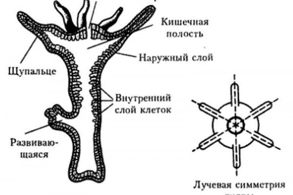 Каталог онион сайтов